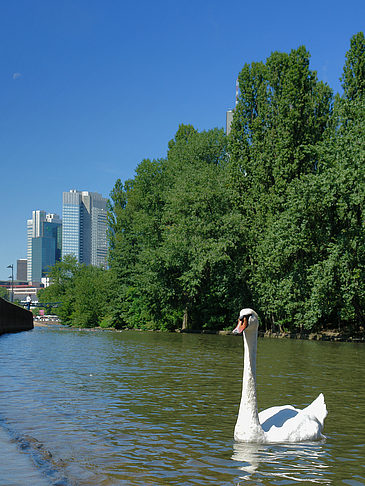 Main mit Schwan - Hessen (Frankfurt am Main)