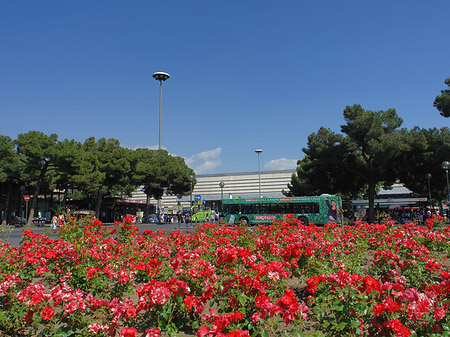 Blumen am Bahnhof - Latium (Rom) (Rom)