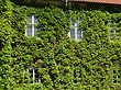 Haus mit Efeu Fotos