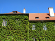 Foto Haus mit Efeu