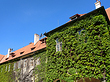 Haus mit Efeu