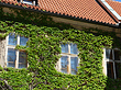 Fotos Haus mit Efeu | Prag