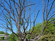 Baum im Park Fotos