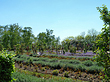 Foto Park auf dem Berg - Prag